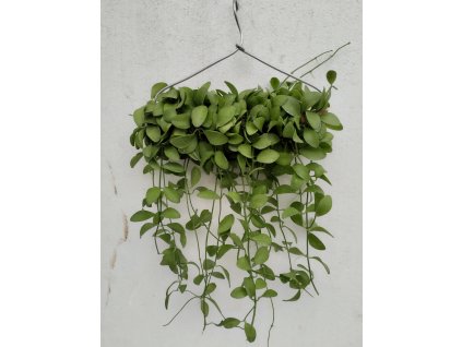 Dischidia nummularia