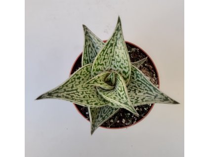 Aloe variegata 'Tribal'