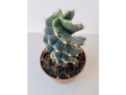 Cereus peruvianus 'Tortuosus'