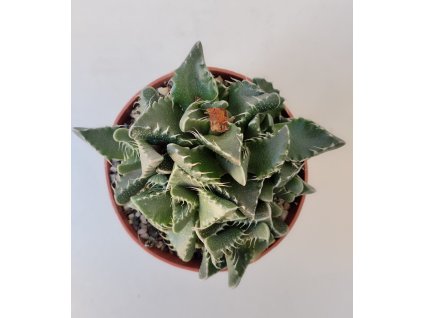 Faucaria tigrina (velká)