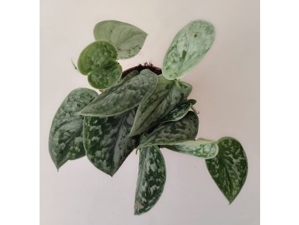 Scindapsus pictus 'Silvery Ann'