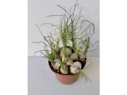 Albuca humilis