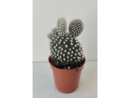 Opuntia microdasys v. albispina (5,5)