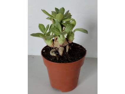 Monadenium lugardiae (kaudex)