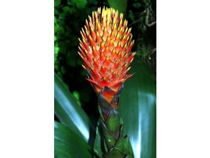 Guzmania conifera (střední)