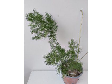 Asparagus umbellatus