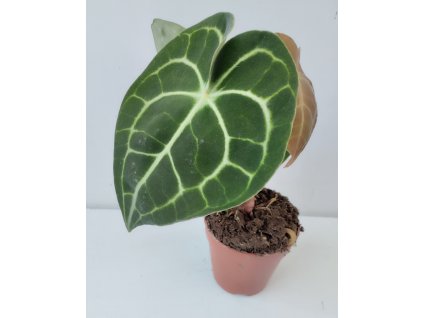 Anthurium clarinervium (střední)