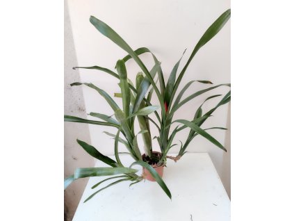 Quesnelia humilis (trs XL)