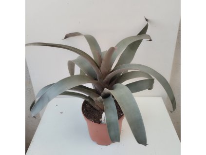 Vriesea saundersii (velká)