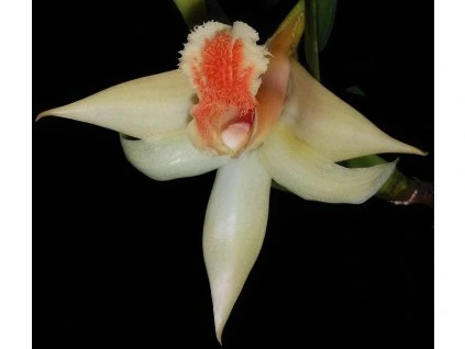 Dendrobium schrautii