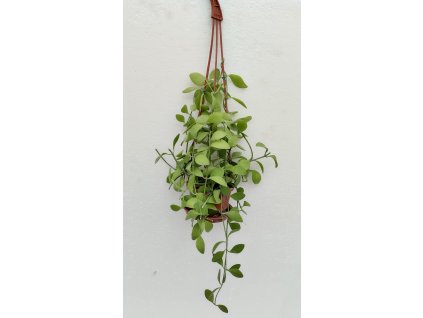Dischidia oinantha var. ionantha (závěs, prům. 9cm)