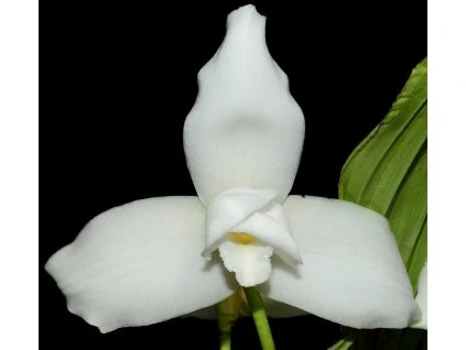 lycaste virginalis alba