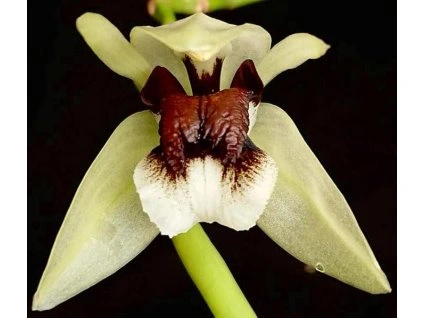 coel beccarii tropido