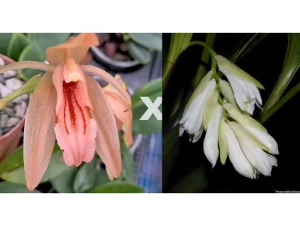 coel salmoni x gardner