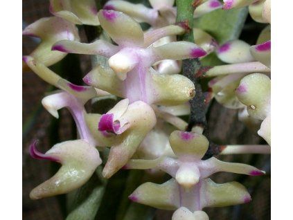 aerides inflexa