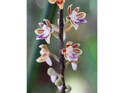 cleisostoma ilocoense