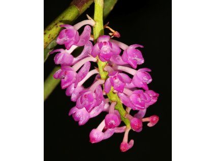 cleisostomo eberhard