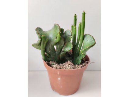 Euphorbia leucodendron 'cristata'