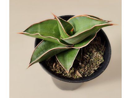 Sansevieria Almond Silver Sweet