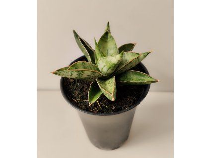 Sansevieria Comet Canoe No.3