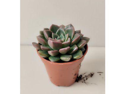 Graptopetalum 'Vega'