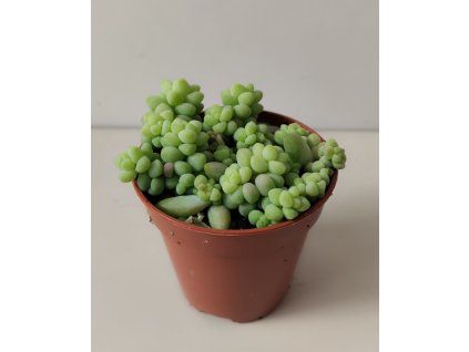 Sedum burrito