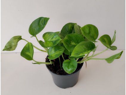 Scindapsus pinnatus 'Global Green'