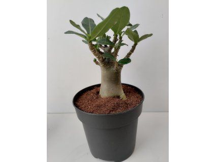 Adenium 'Baobab' (#3)
