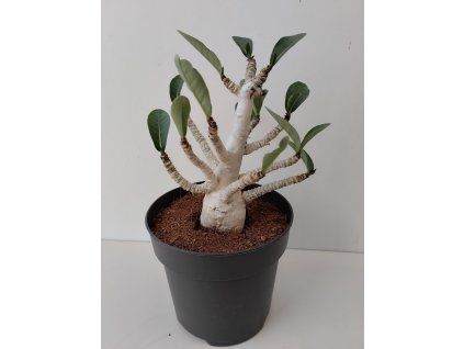 Adenium 'Baobab' (#6)