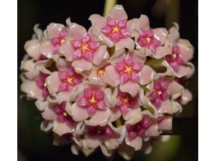 Hoya aldrichii IML 1418 (VR)