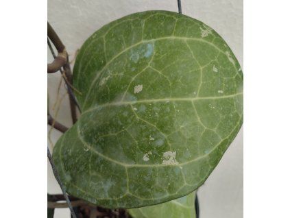 Hoya sp. Sarawak (VR)