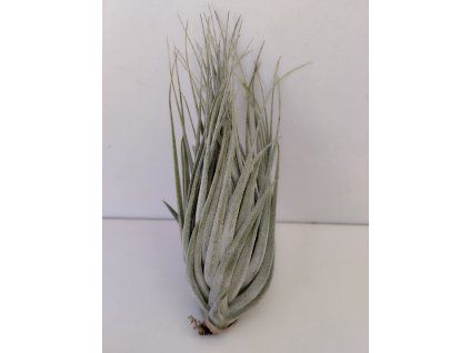 Tillandsia piniformis