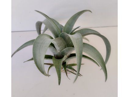 Tillandsia spiraliflora