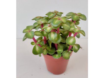 Portulacaria afra 'Pink Lady'