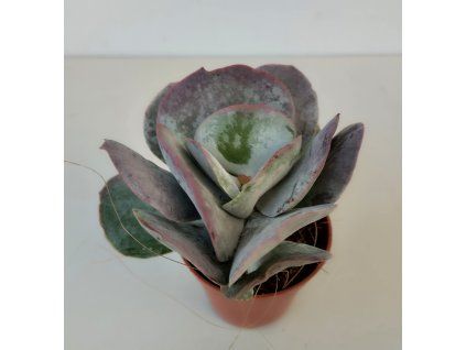 Cotyledon orbiculata 'Red Edge'