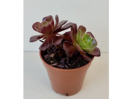 Aeonium 'Velorus'
