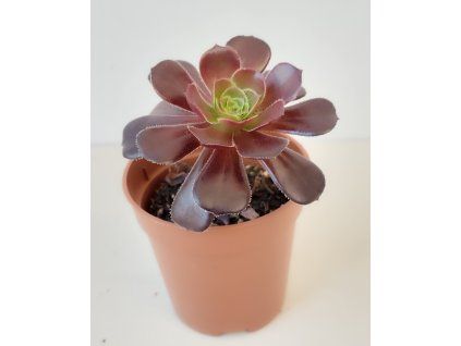 Aeonium 'Velorus' (1 růžice)