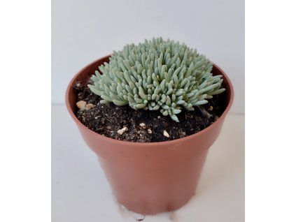 Delosperma sphalmantoides