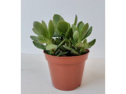 Crassula swaziensis