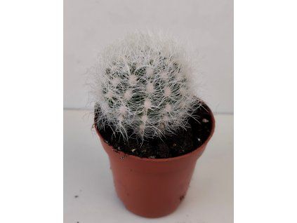 Mammilopsis senilis