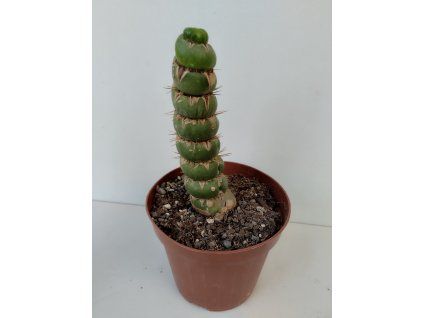 Eulychnia castanea 'spiralis'