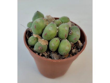 Conophytum meyerii