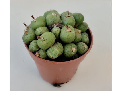 Conophytum flavum