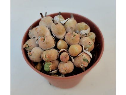 Conophytum uviforme