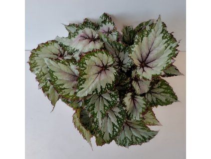 Begonia rex 'Asian Tundra'