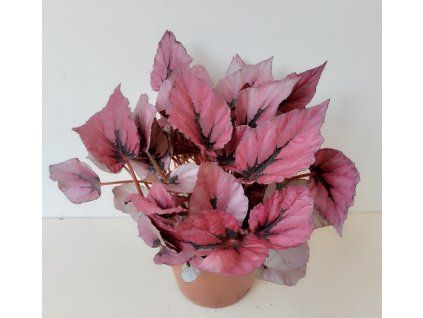 Begonia rex 'Indian Summer'