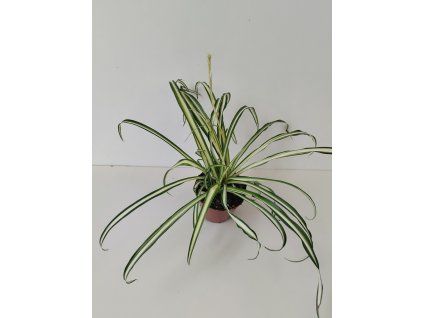 Chlorophytum comosum