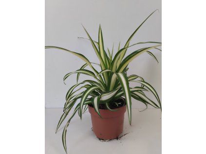Chlorophytum comosum 'Ocean'
