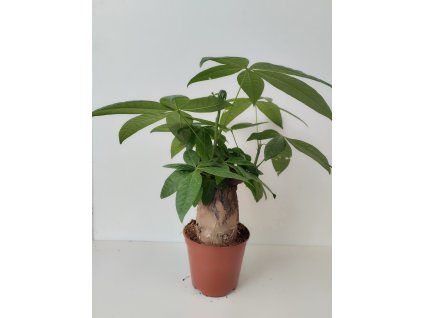 Pachyra aquatica