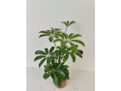 Schefflera arboricola 'Nora'
